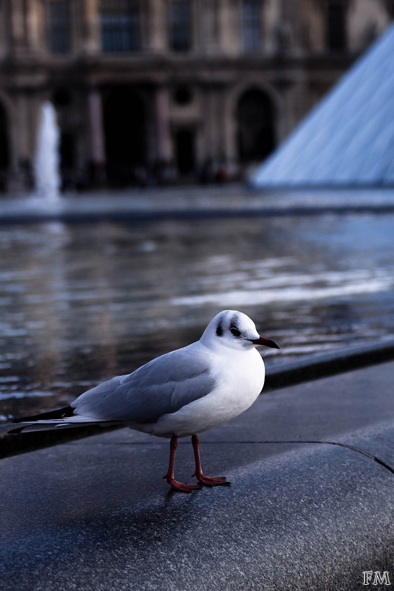 Une mouette au Louvre