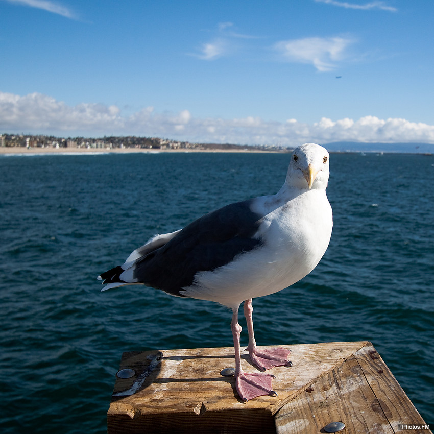 La star de Venice Beach