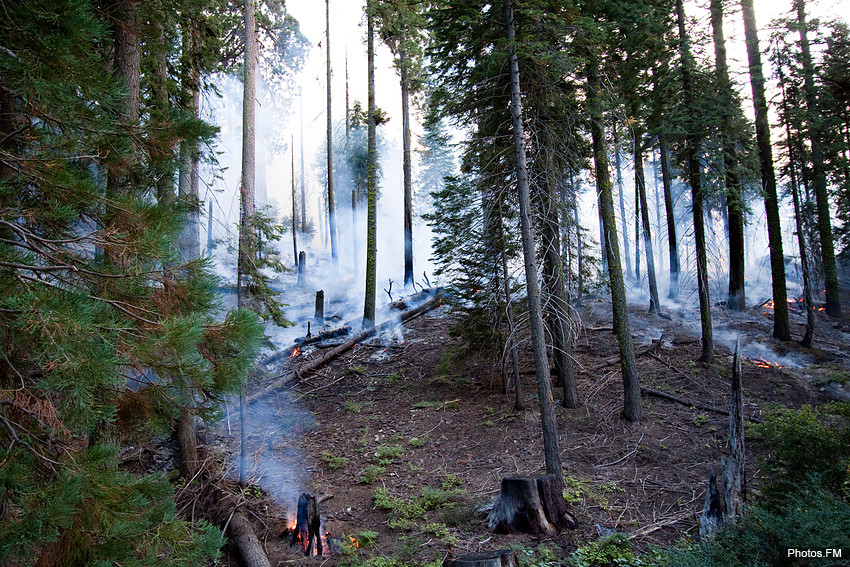 Incendie contrôlé (Sequoia National Park)