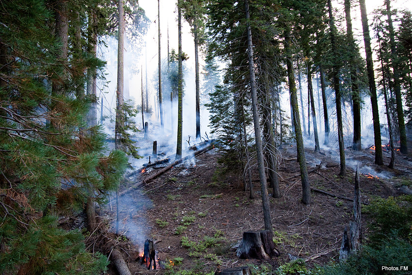 Incendie contrÃ´lÃ© (Sequoia National Park)