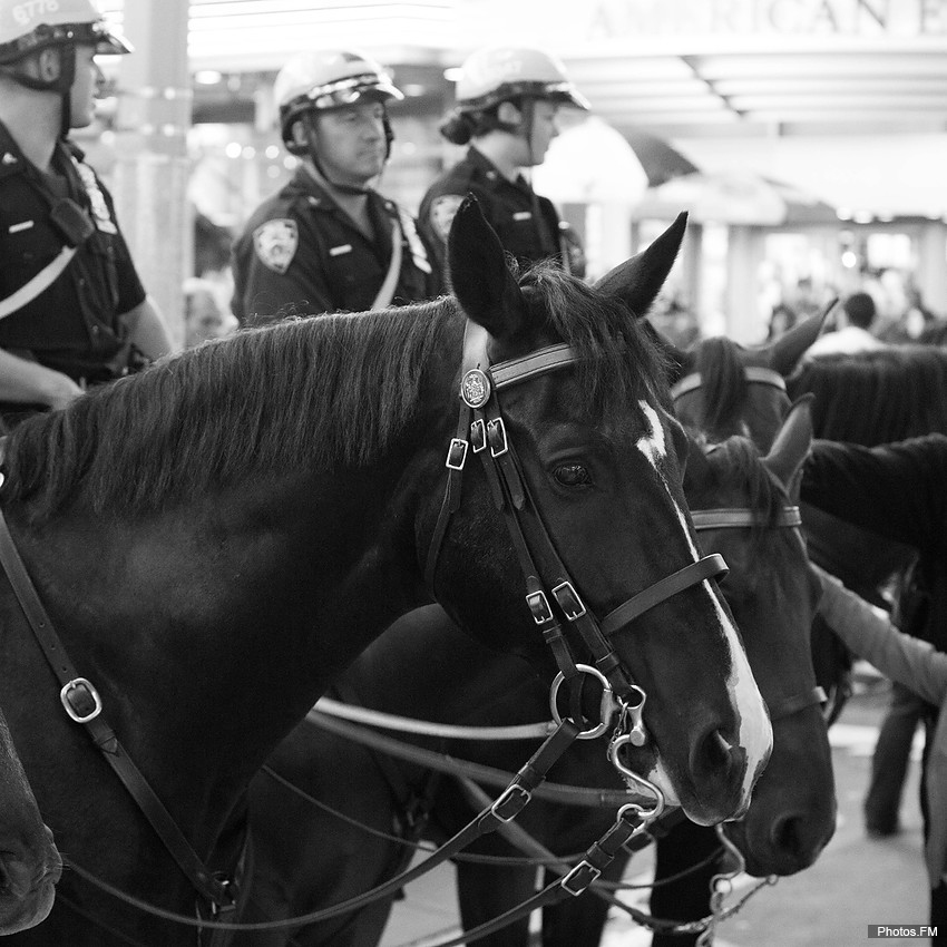 Cheval policier New-Yorkais