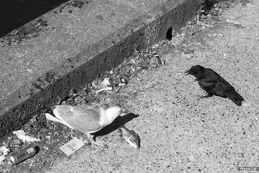Le corbeau, le goÃ©land et le poisson 