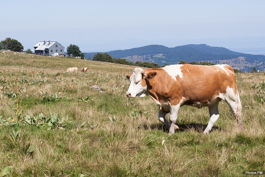 Les Vosges