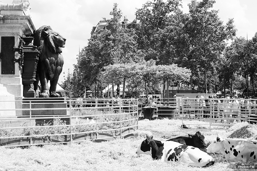 Les vaches, Place de la République 