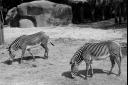 Zébres du Parc zoologique de Paris