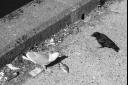 Le corbeau, le goÃ©land et le poisson 