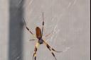 Golden Silk Spider (Nephila clavipes)